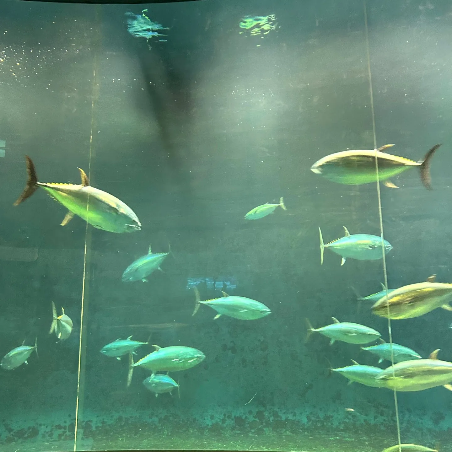 バレンタインデーは水族園🐠🦈へ