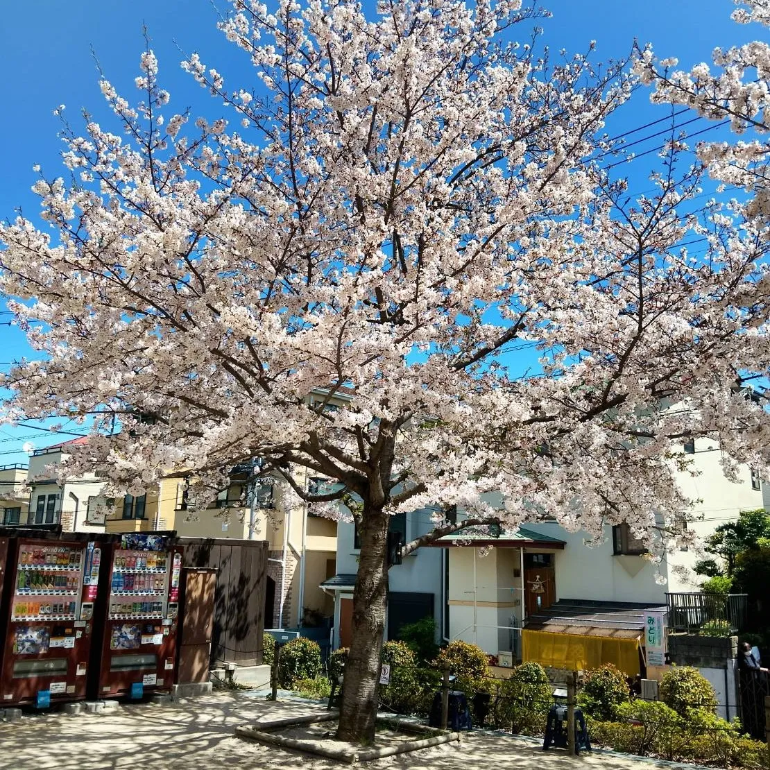 国会議事堂見学ツアー　～新年度イベント第1弾～