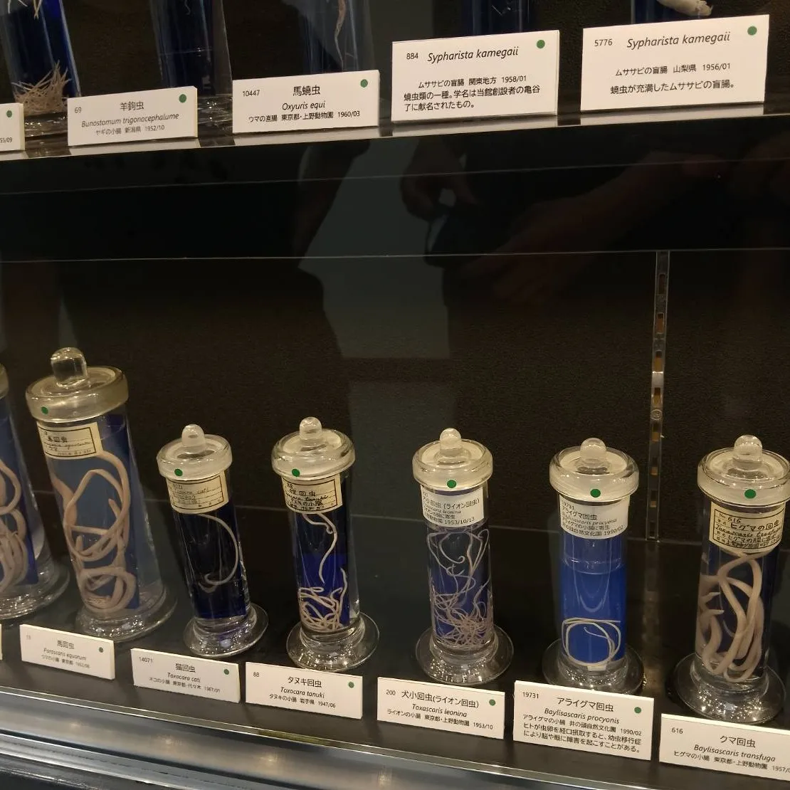 寄生虫博物館　5月金曜日イベント①