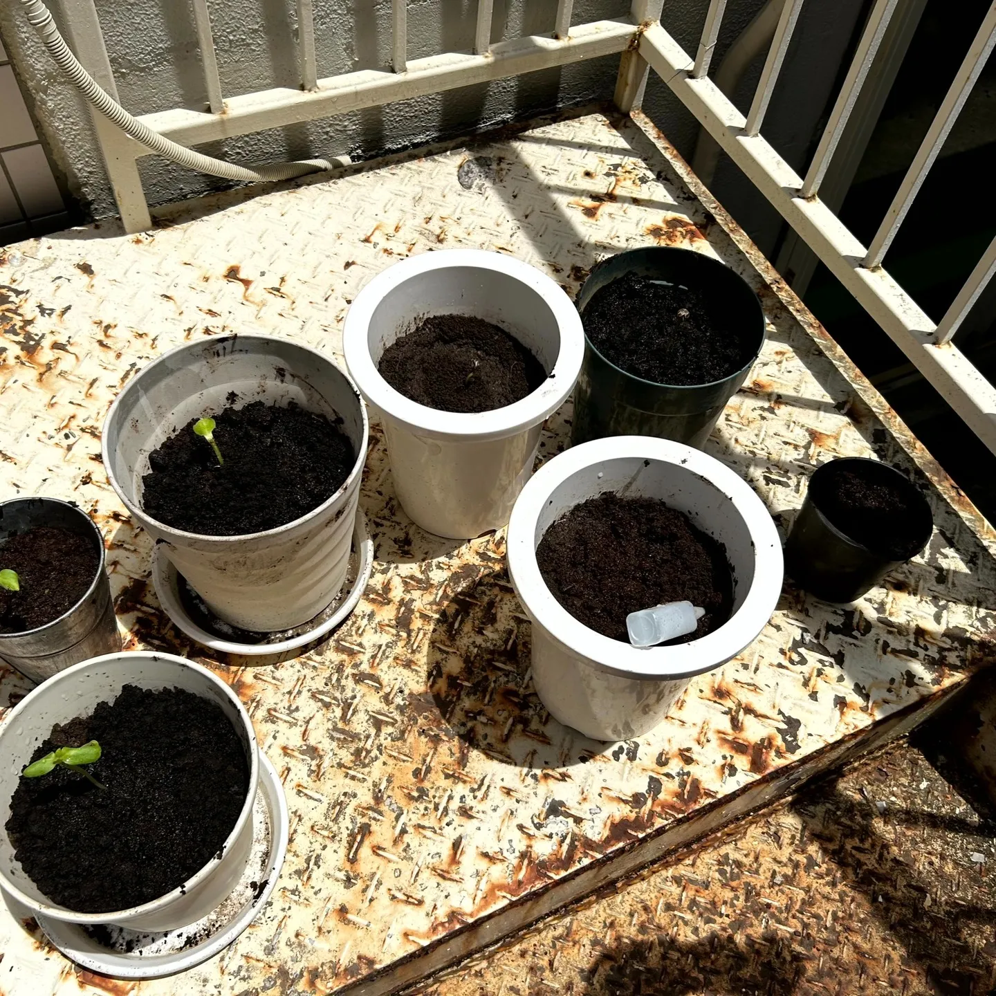 ひまわり🌻種まき＆間引き