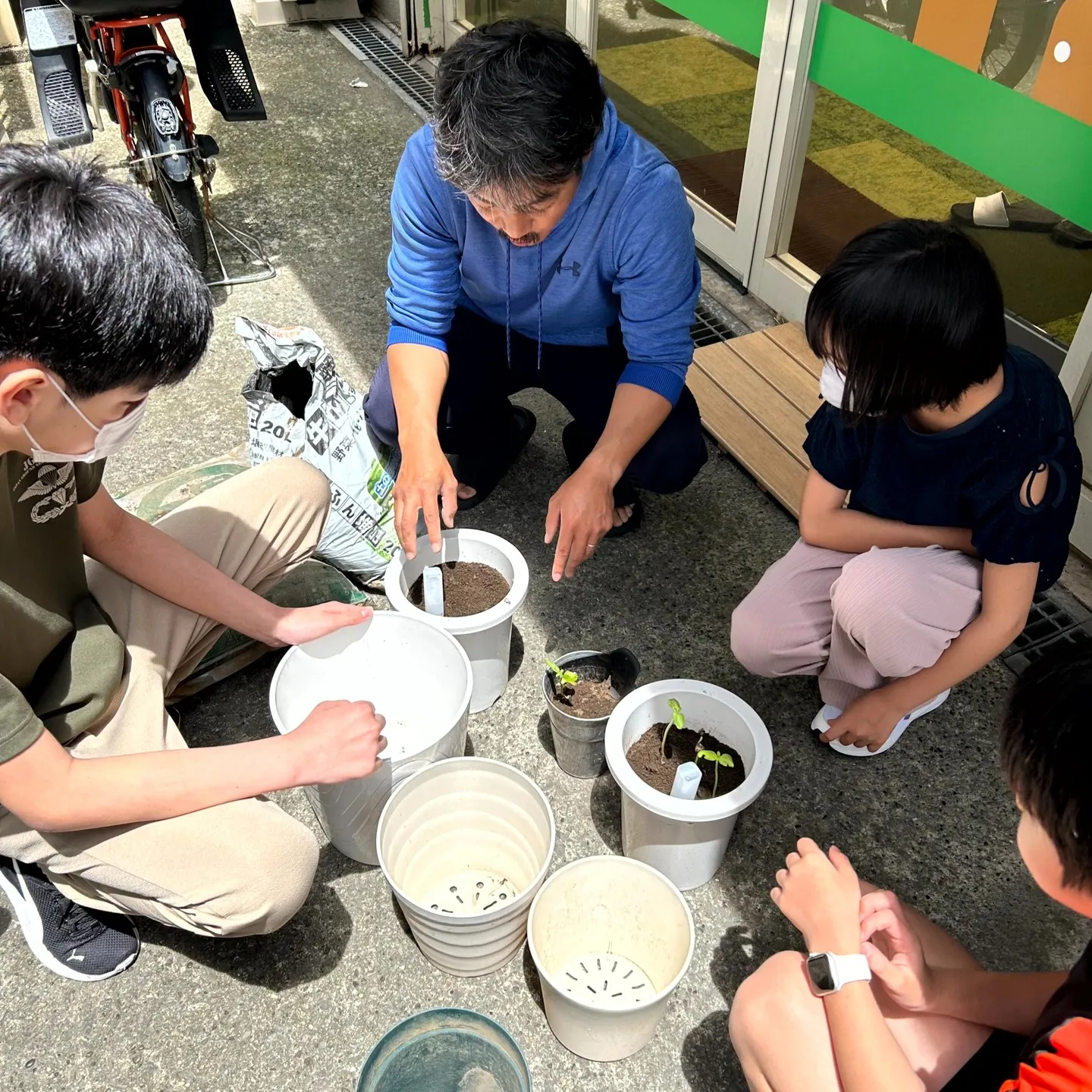 ひまわり🌻種まき&間引き