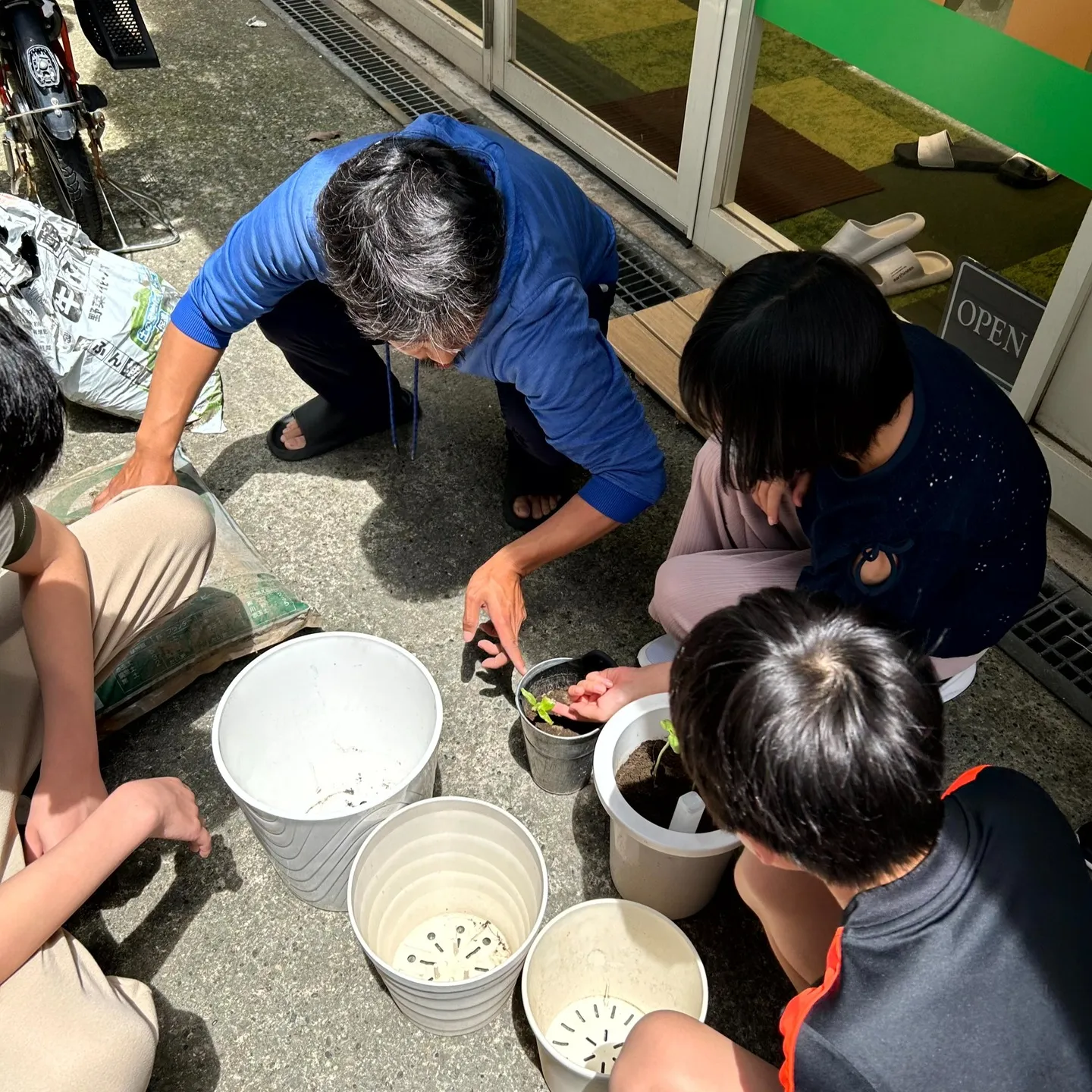 ひまわり🌻種まき&間引き