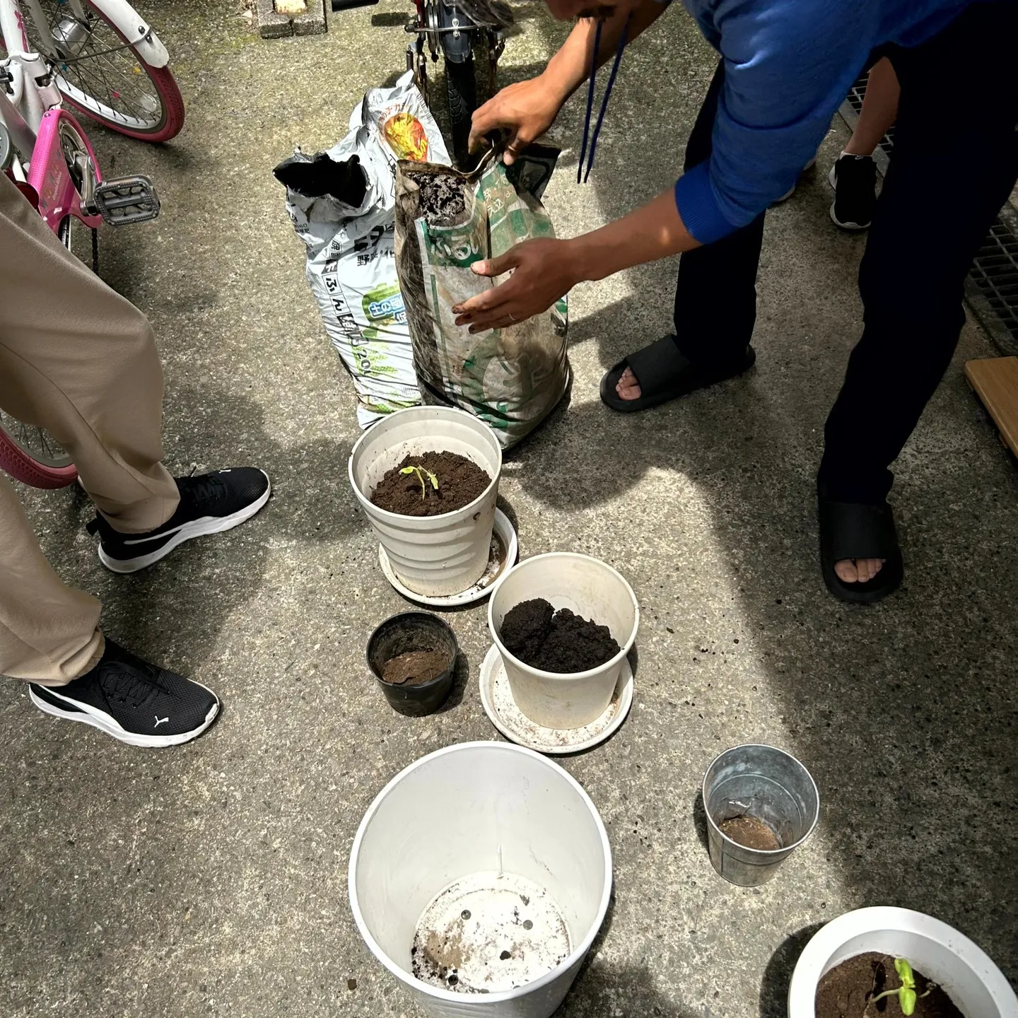 ひまわり🌻種まき&間引き