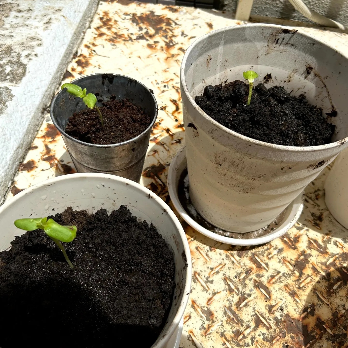 ひまわり🌻種まき&間引き