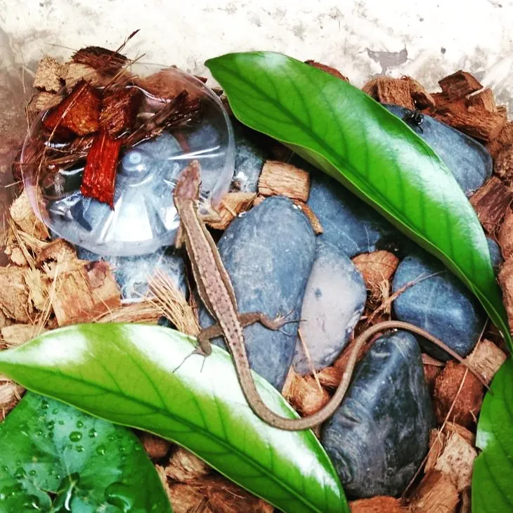 ムシの日にカナヘビさんがやってきた🦎