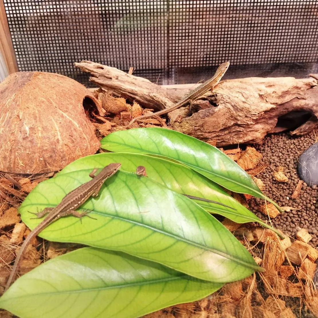 Labヘビ一家　お引越し🏰