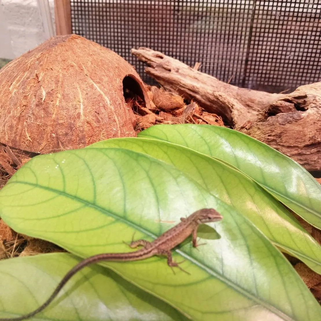 Labヘビ一家　お引越し🏰